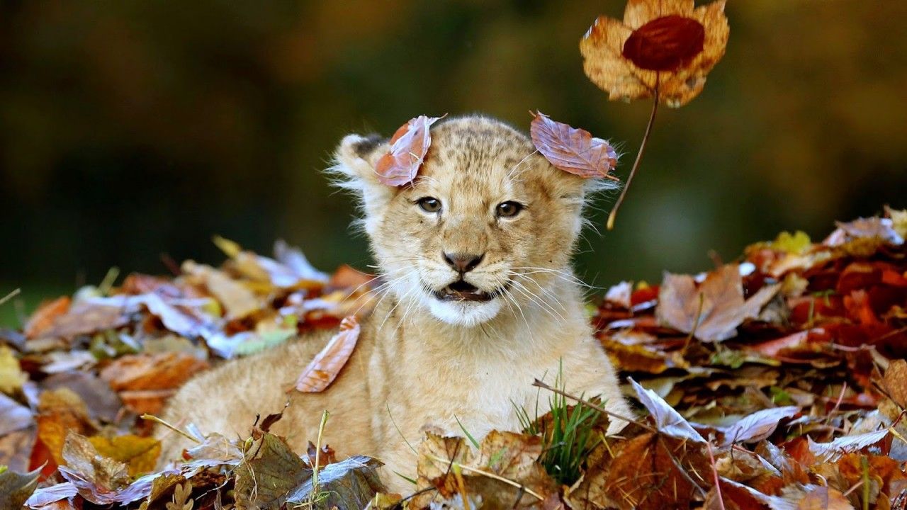 Animal's HD Image Photo Wallpaper free Download: $2019 Lion cub 4K Ultra HD Image cute Baby Lion photo Lion cubs picture gallery