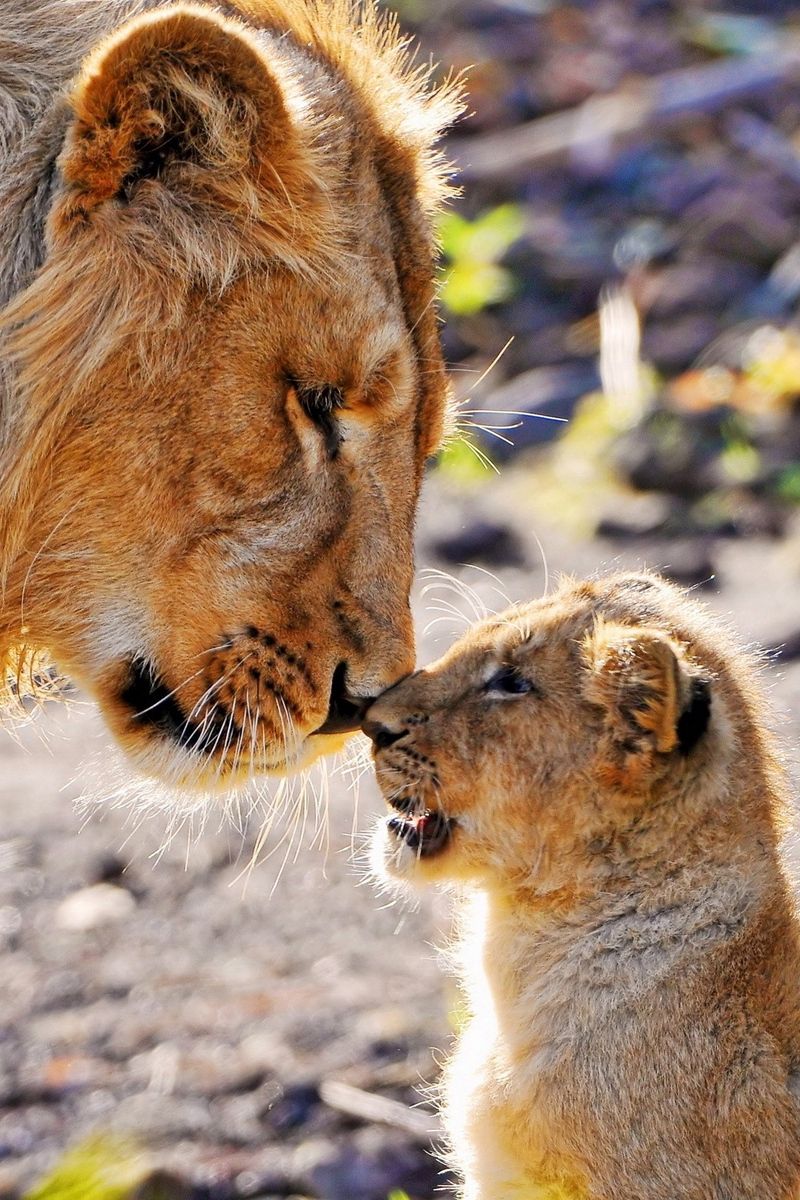 Download Wallpaper 800x1200 Lions, Couple, Baby Iphone 4s 4