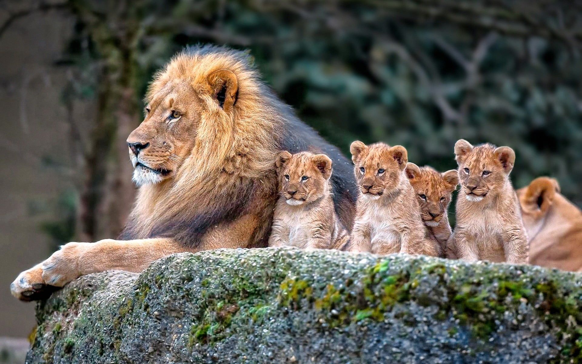 Lion and baby lions, lion, nature, animals, baby animals HD