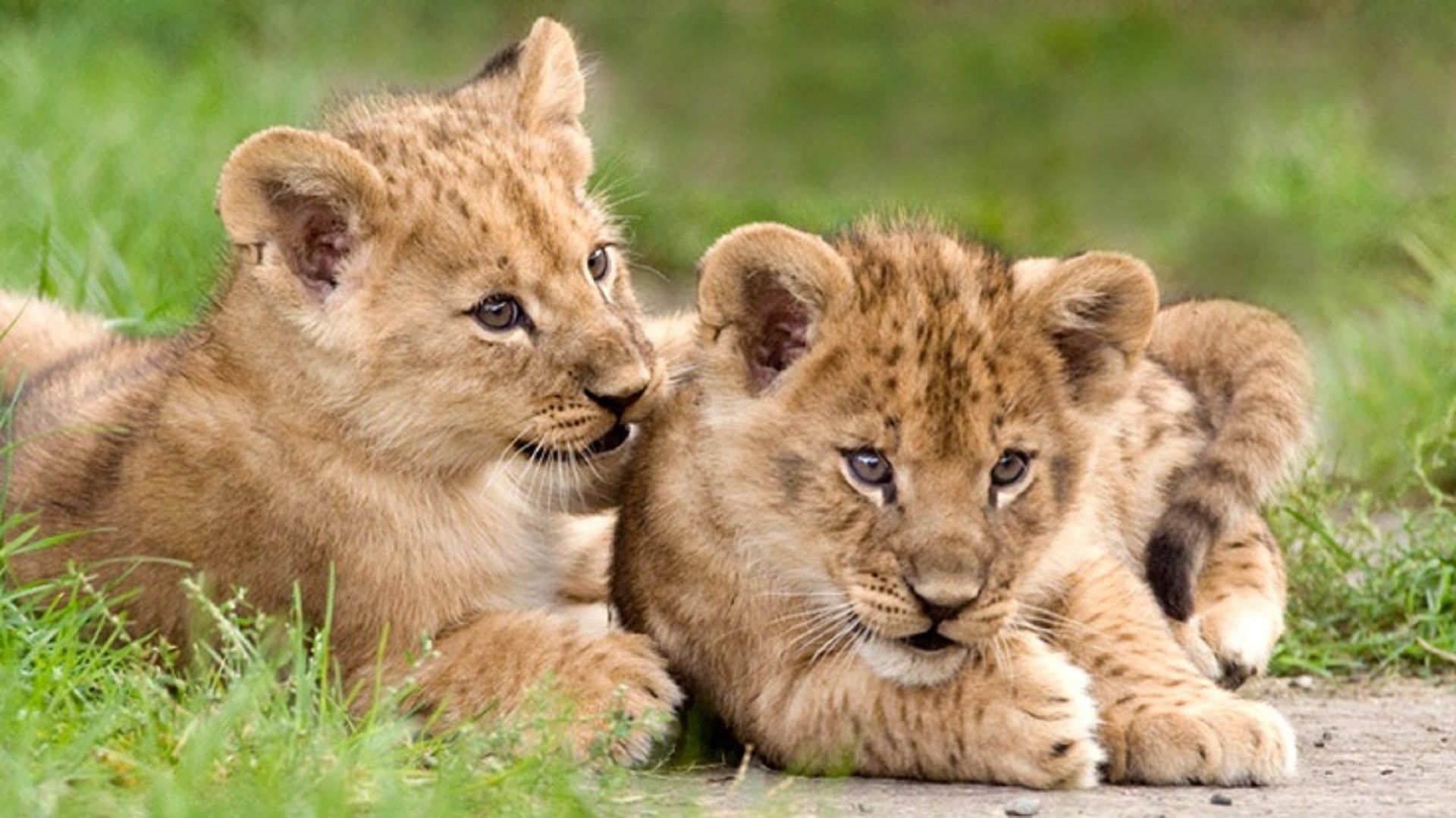 Lion Cubs African Free Hd Wallpaper Downloaded