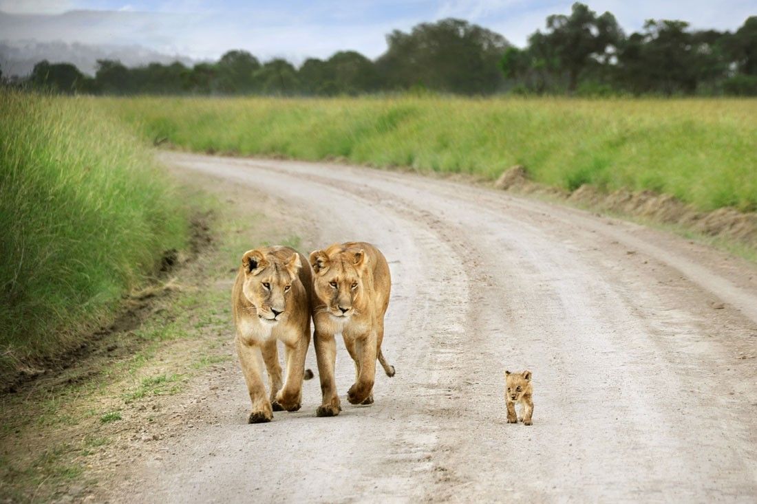 nature, animals, roads, lions, baby lion wallpaper