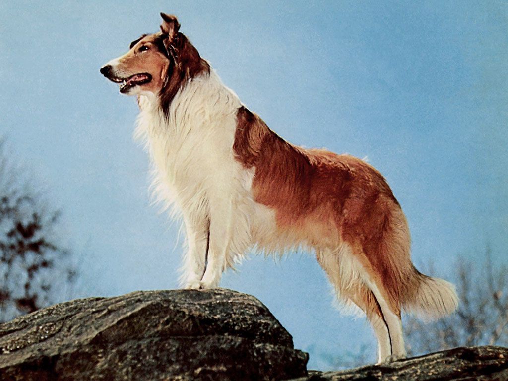 Lassie 1994 Wallpapers Wallpaper Cave 