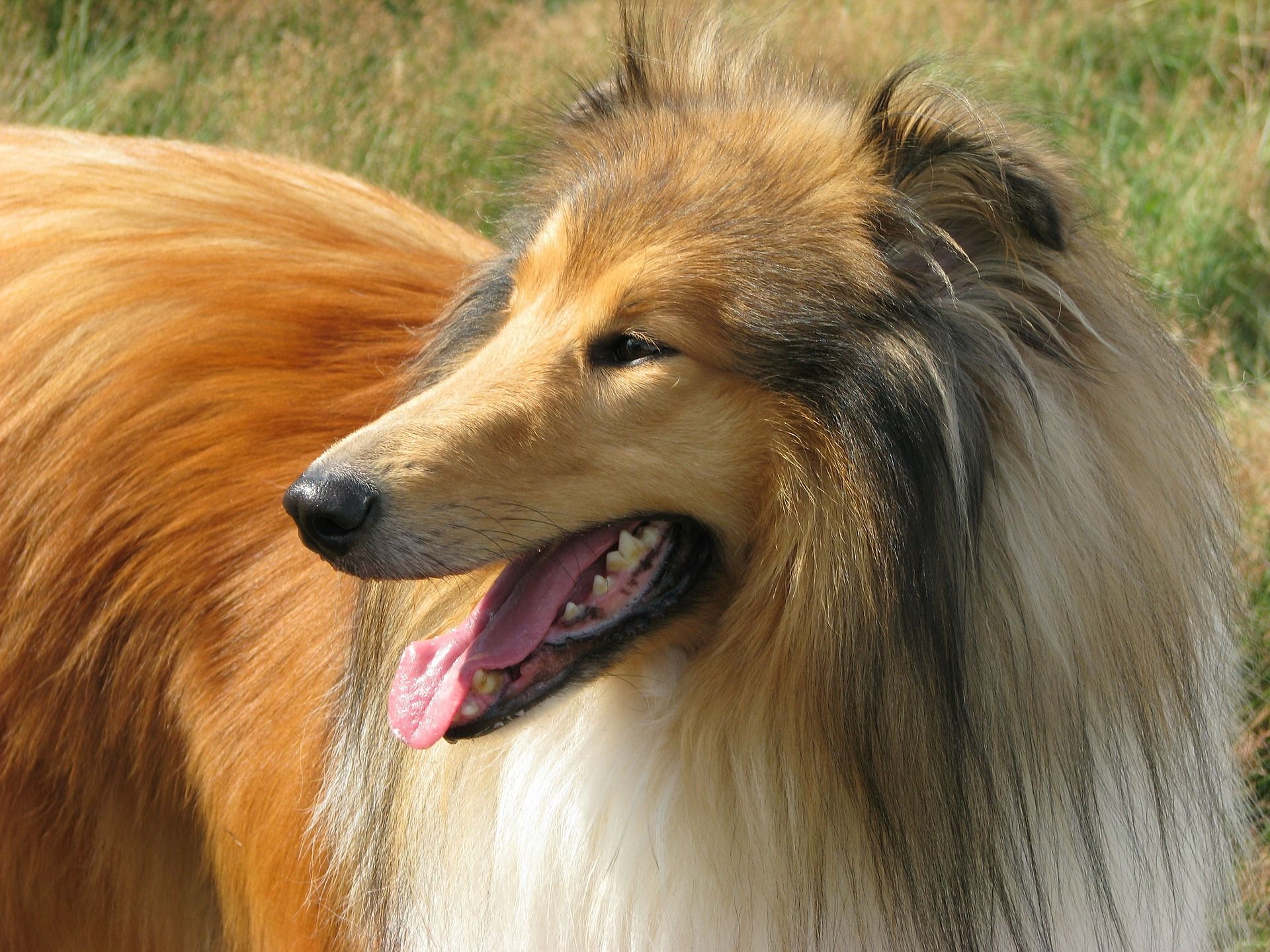 Where Do You Go if You Start With Lassie? Issues, Audio