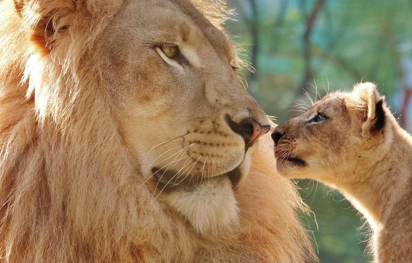 Wallpaper Look, Face, Close Up, Background, Leo, Baby, Father, Lions, A Couple, Cub, Lion, Two, Lion, Dad, Communication Image For Desktop, Section кошки
