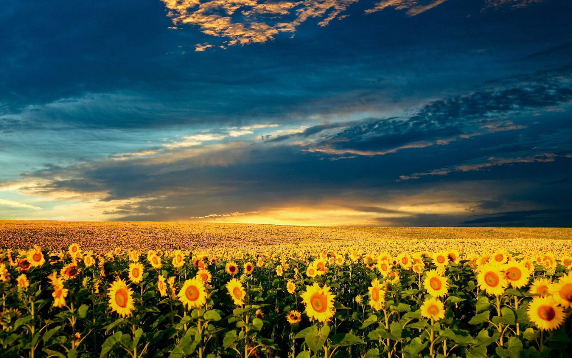 Sunflower Tumblr Wallpapers Image