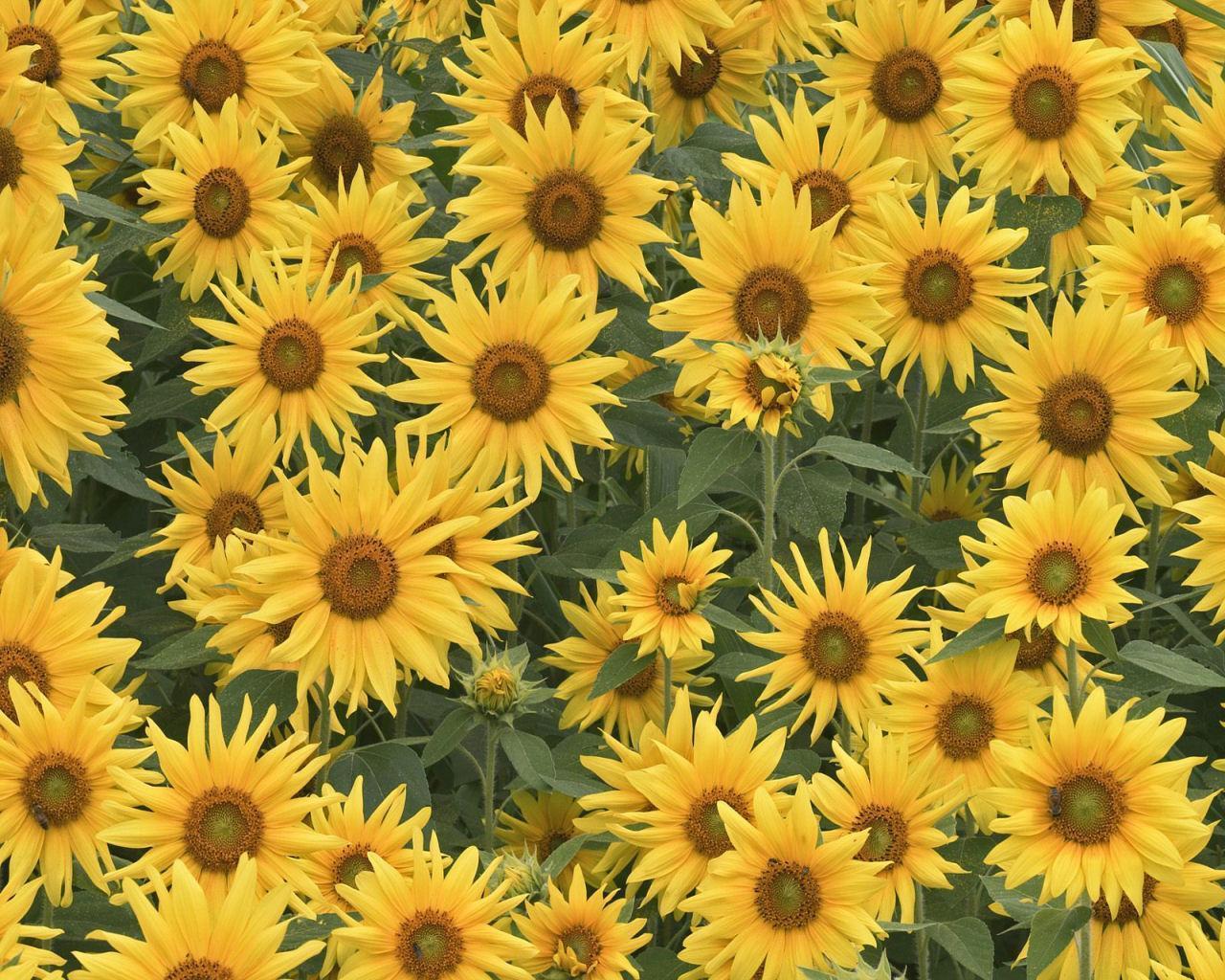 Sunflower Tumblr Backgrounds