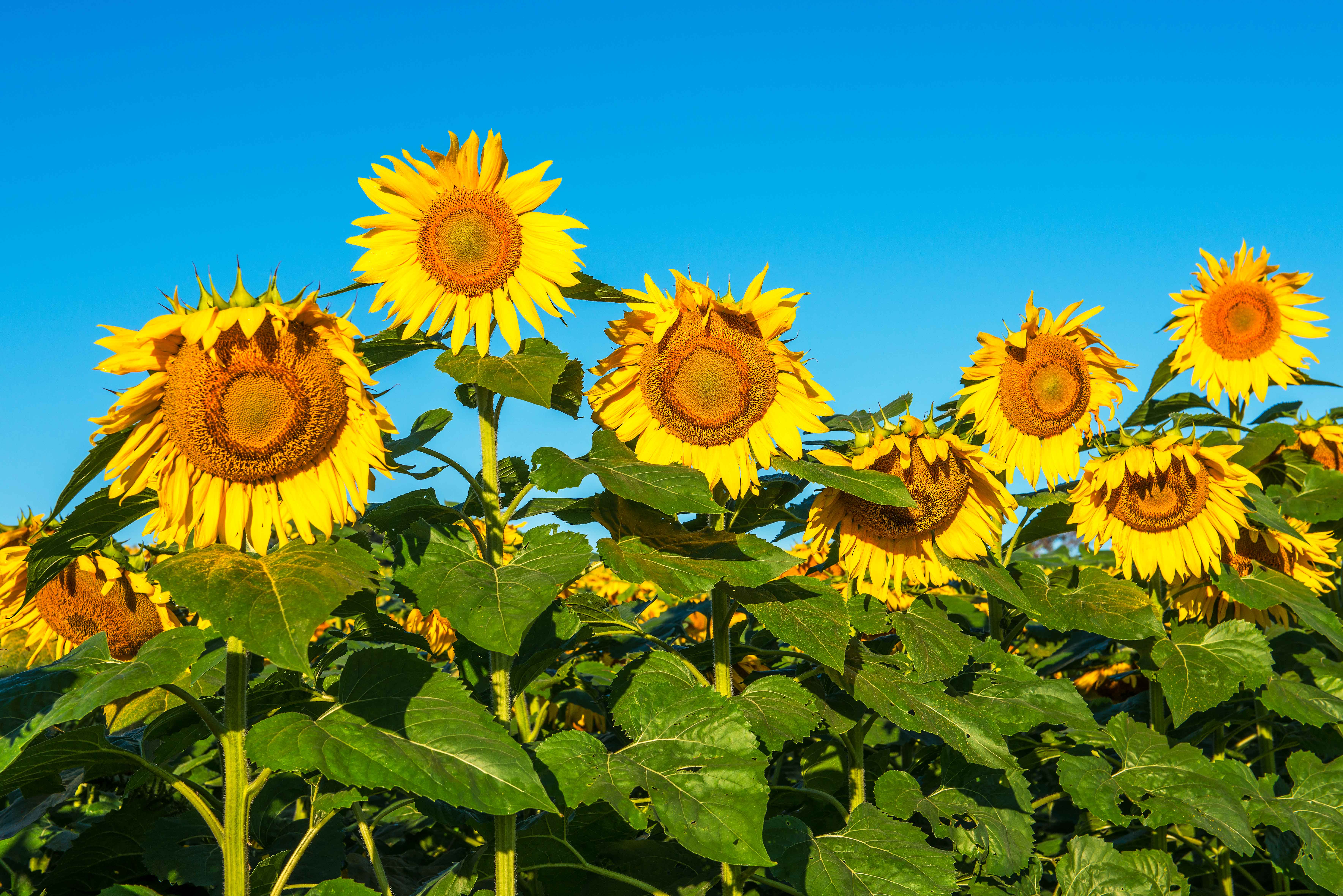 Eleletsitz Sunflowers Tumblr Header Image