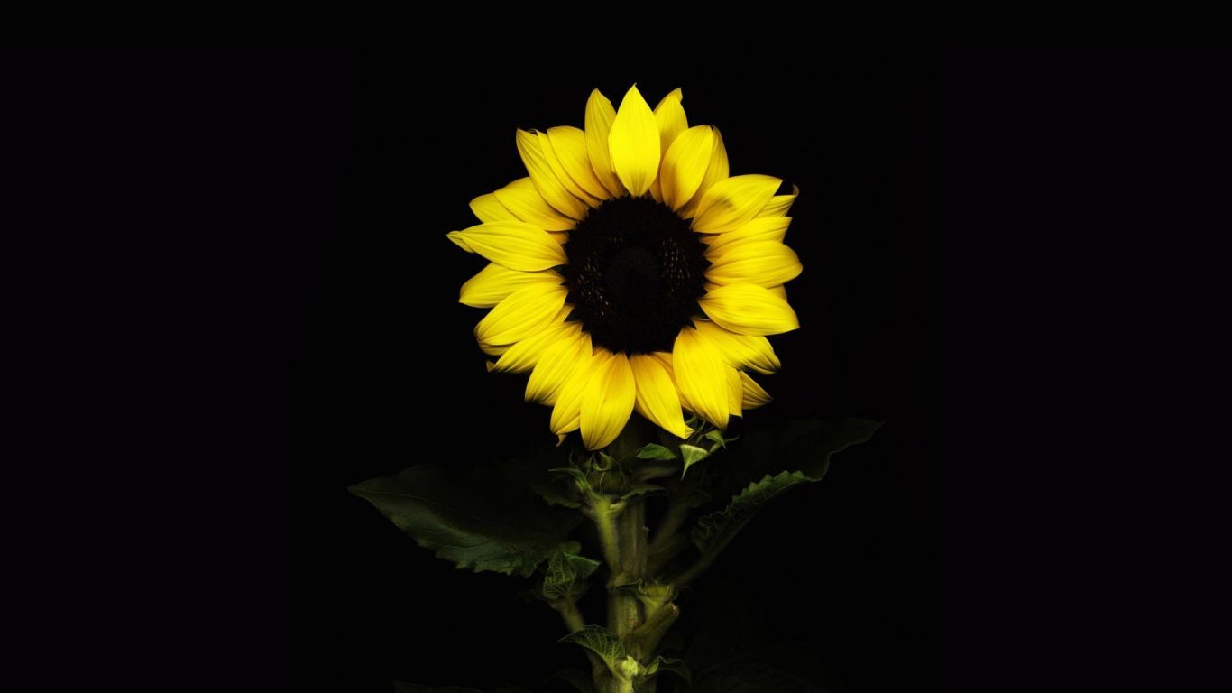 Sunflower Backgrounds Group