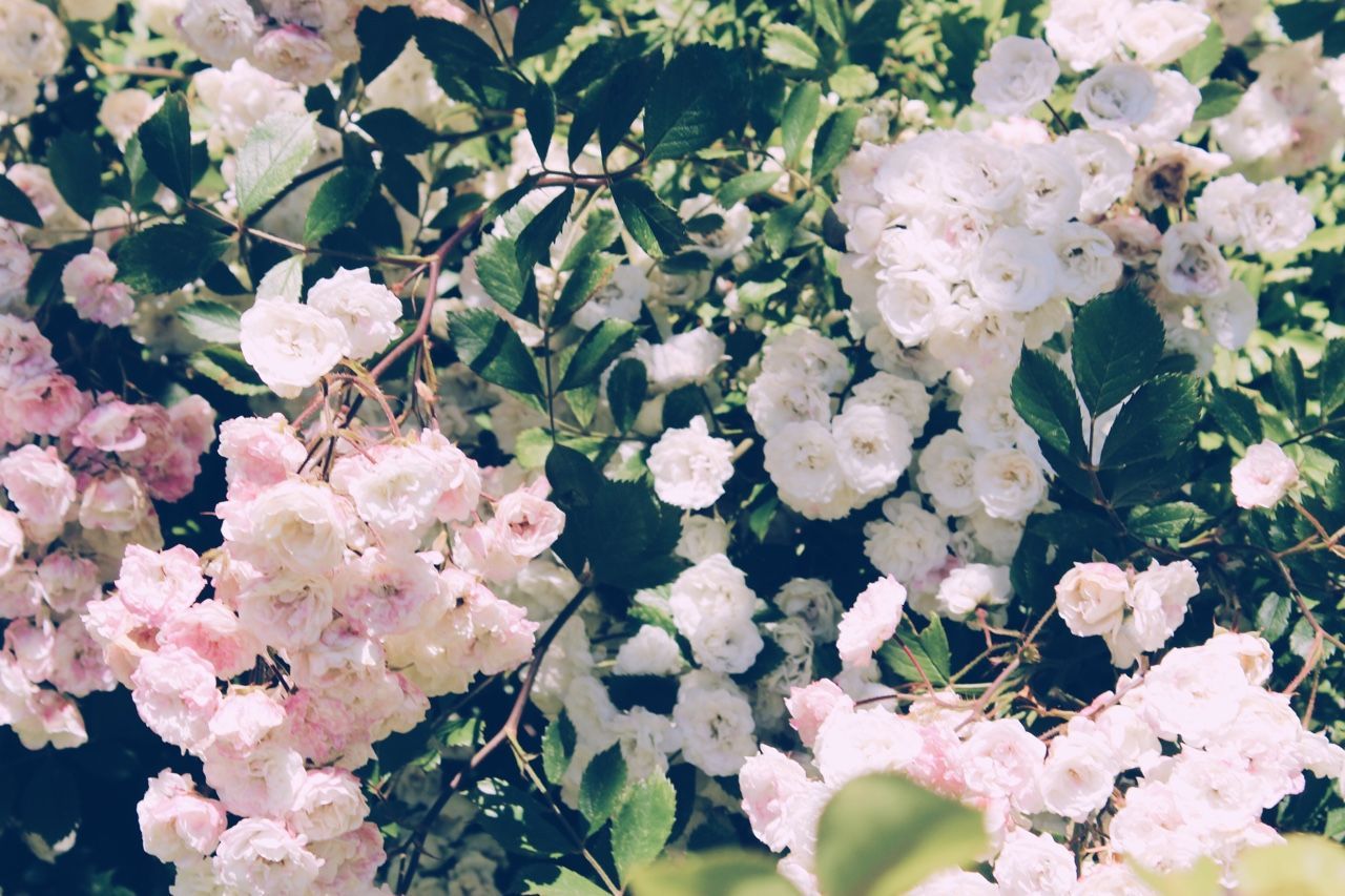 Floral Aesthetic Laptop Wallpapers