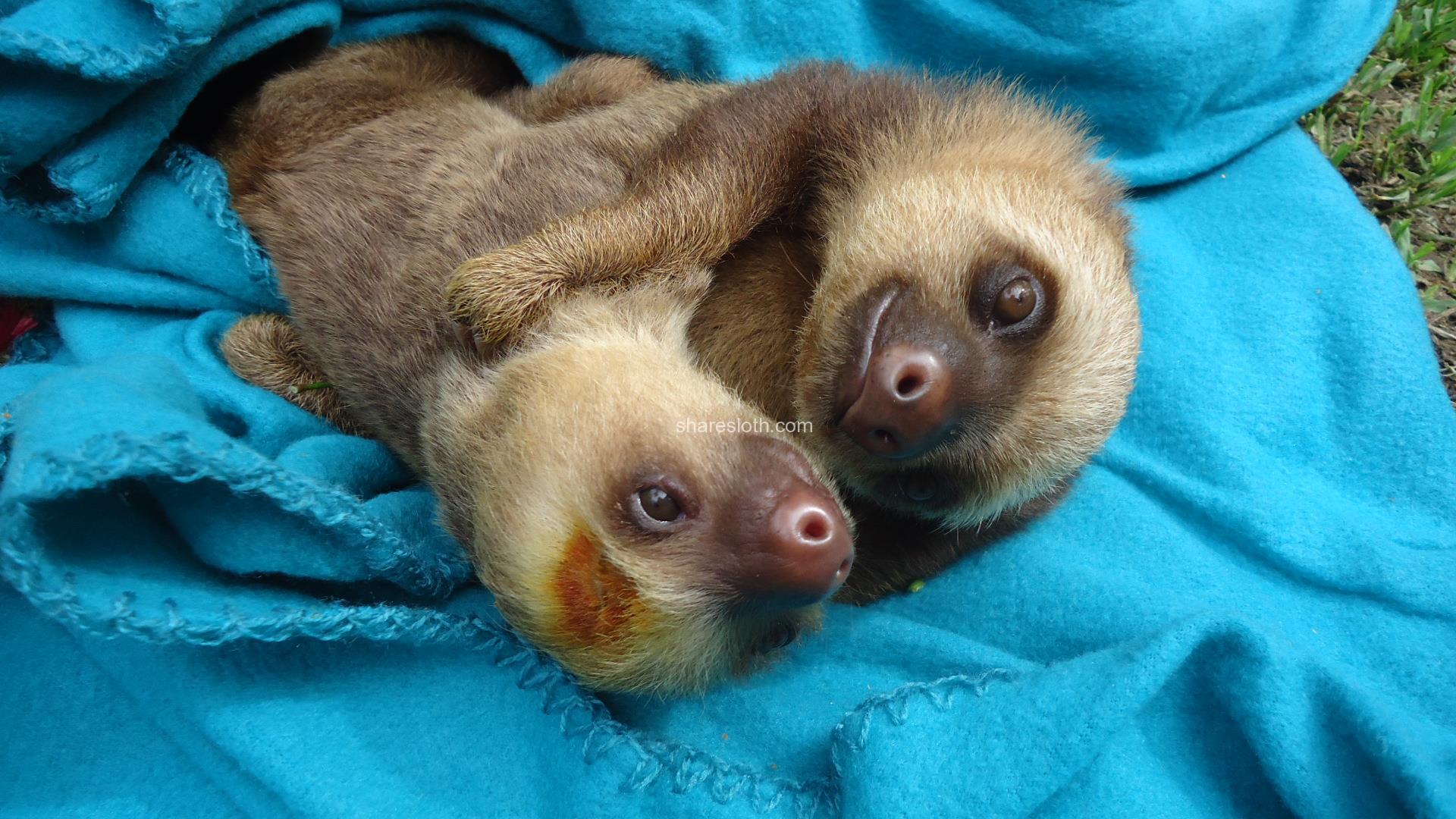 cuddling sloth