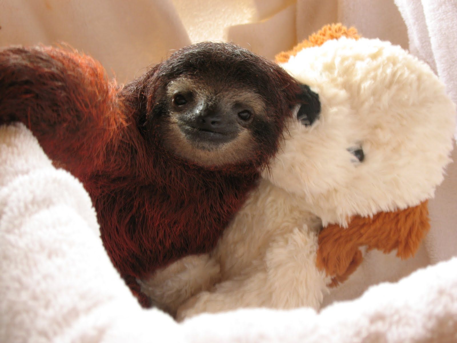 sloth cuddling teddy bear 3. Cute sloth picture, Cute baby