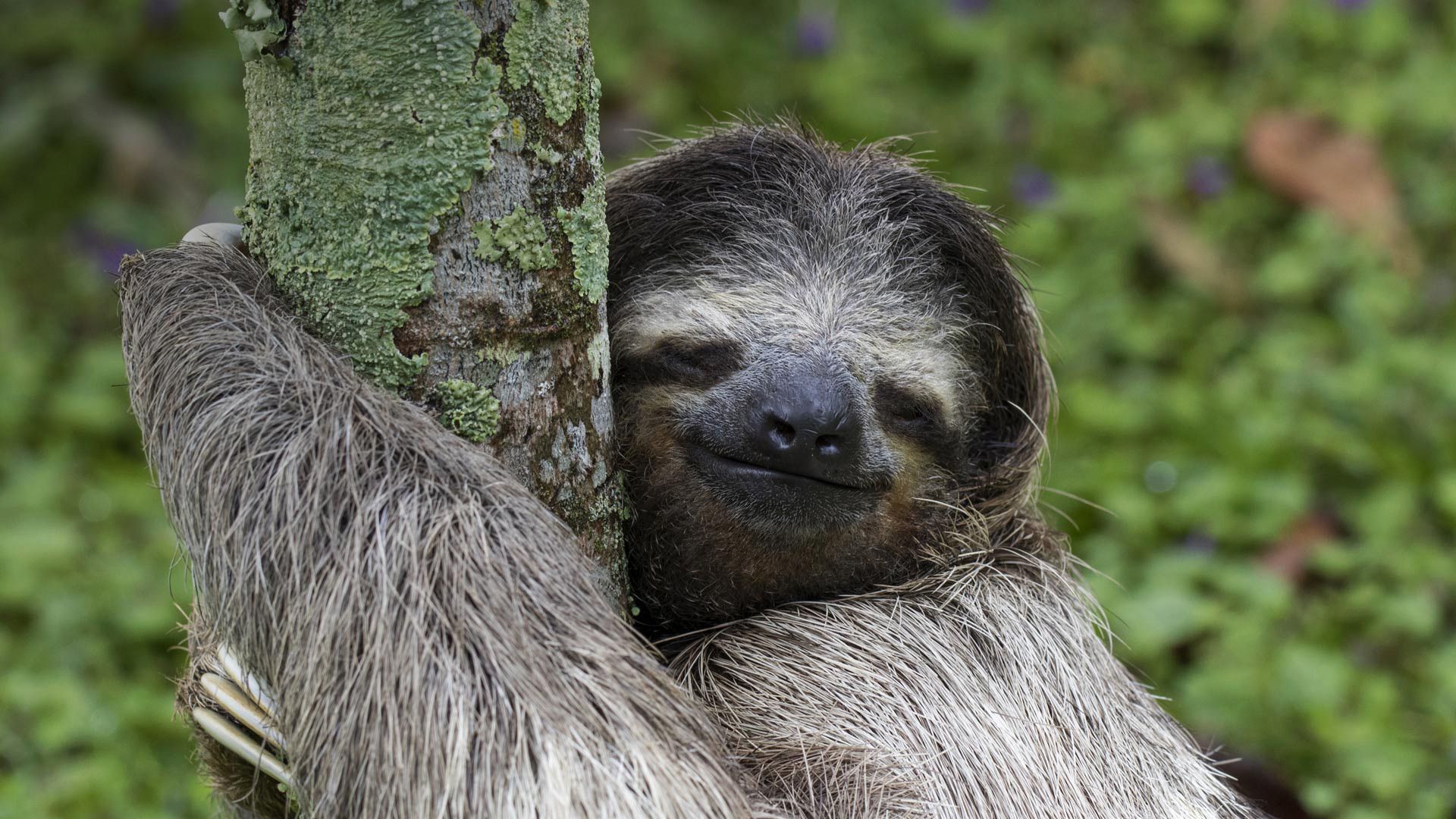 Animal Sloth Smile HD Wallpaper Wallpaper. Smiling sloth, Sloth, Sloth tattoo