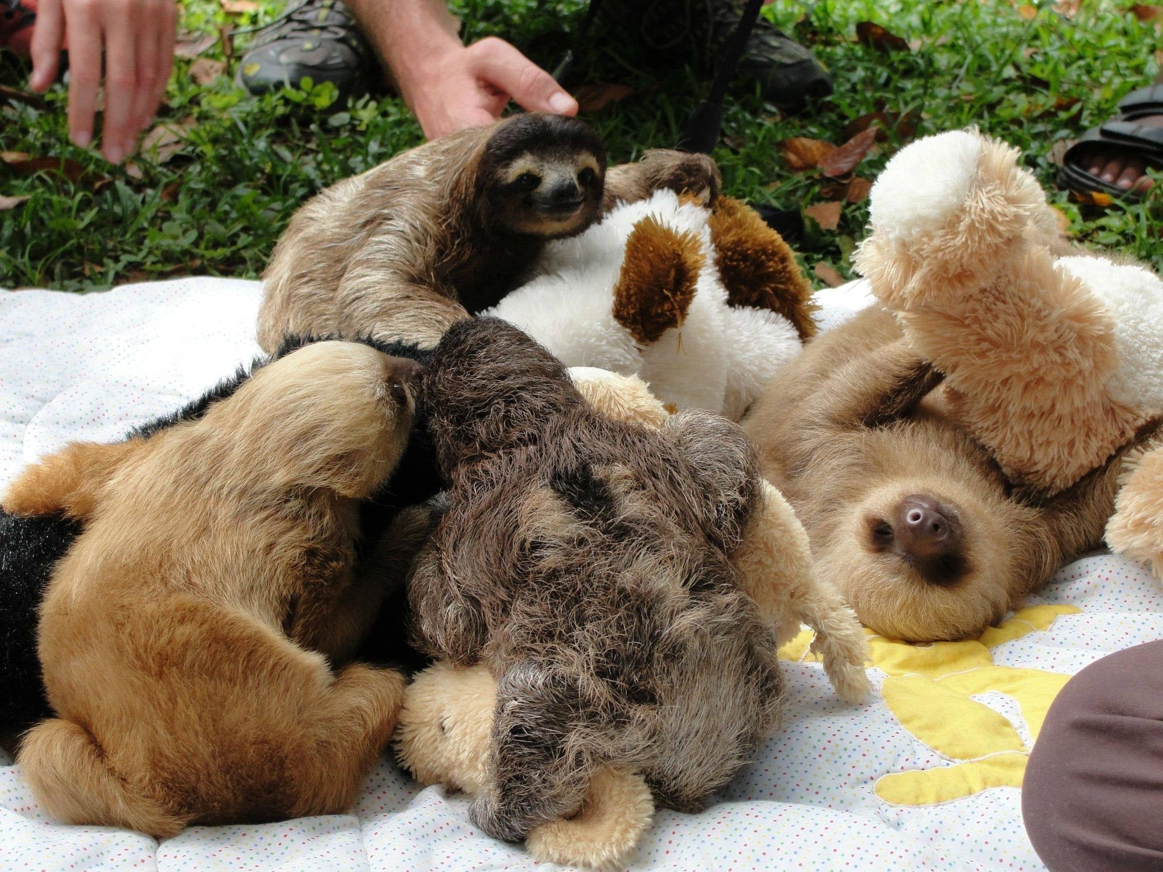 Baby Sloths Cuddling With Stuffed Animals. X Post From R Aww