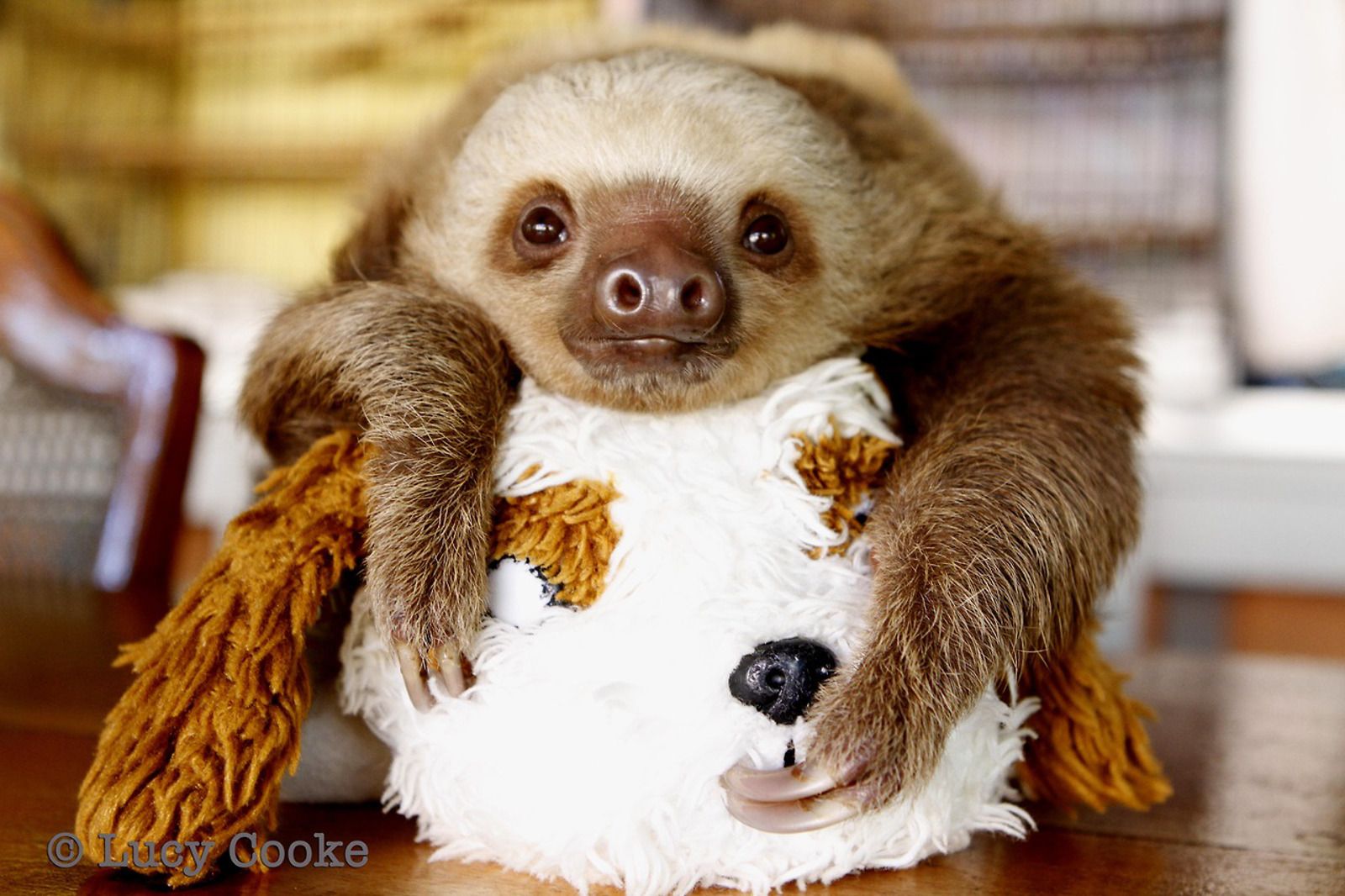 These Adorable Orphaned Baby Sloths Don't Have Moms, so They Cling