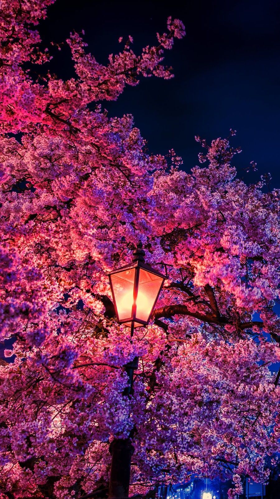 Cherry blossom in the night #wallpaper #iphone #android #background #followme. Фотографии природы, Пейзажи, Картины пейзажа