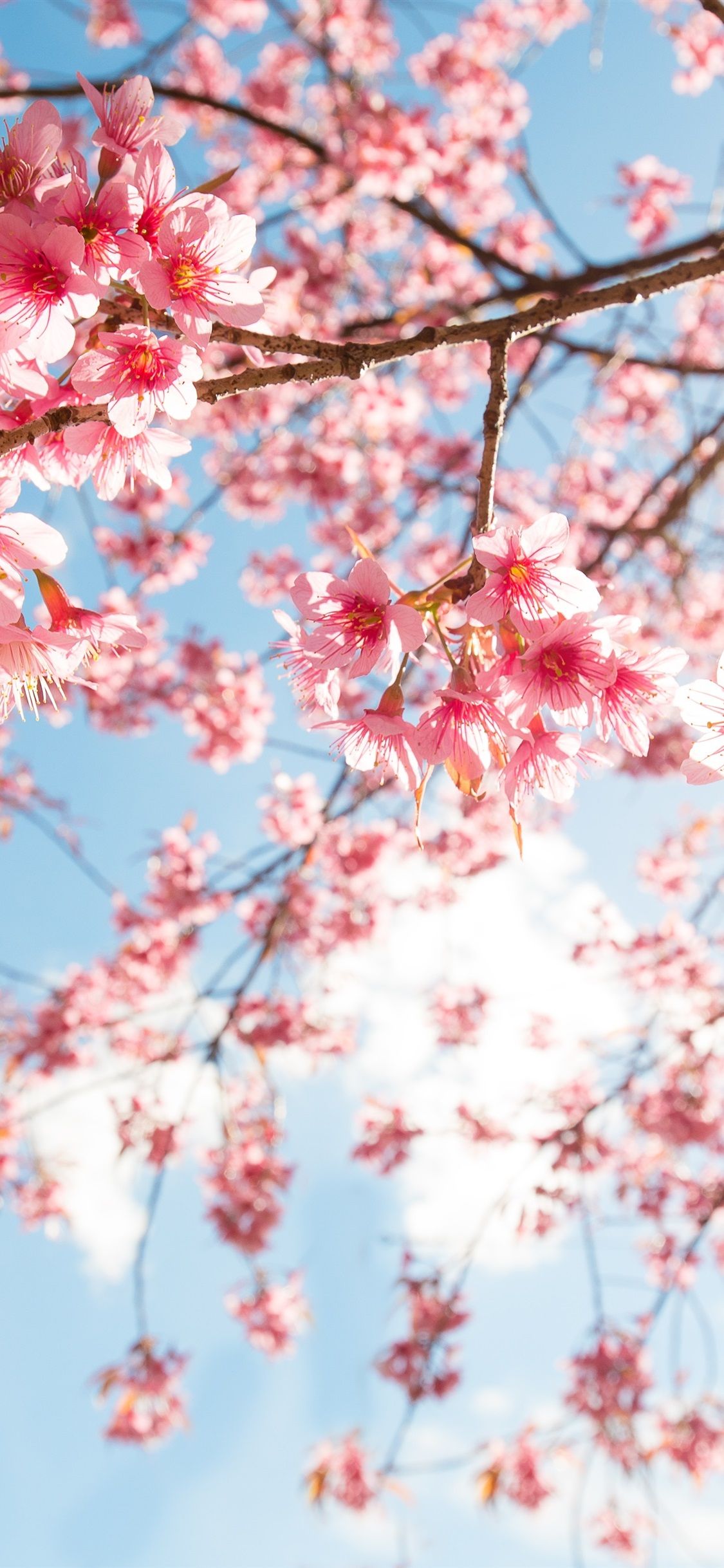 Pink sakura blossom, twigs, sky, sunshine 1125x2436 iPhone 11 Pro