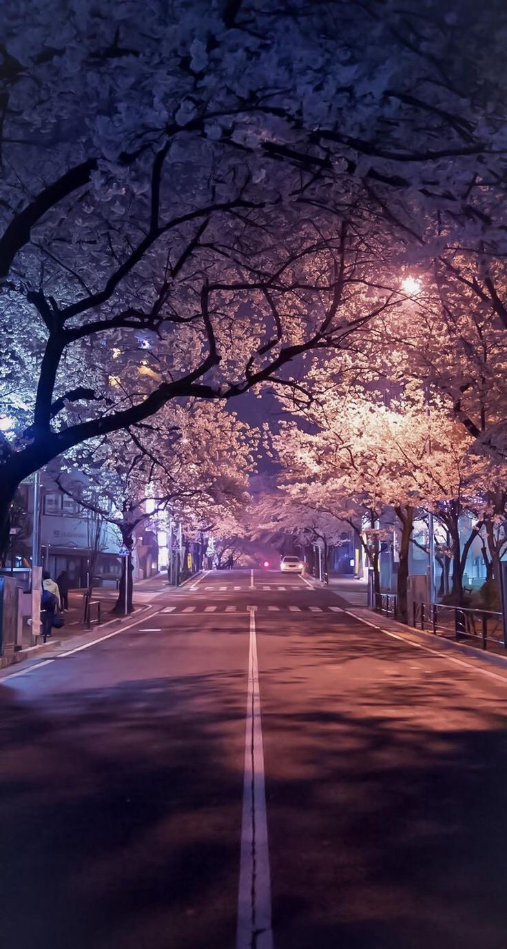 Cherry blossoms at night, Japan - #blossoms #cherry #Japan #nature