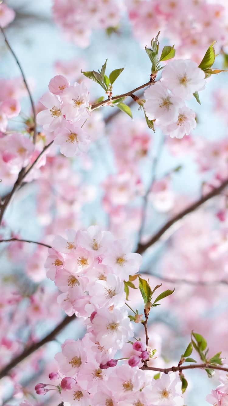 Colorful Cherry Blossom Wallpaper Wallpaper Images Free Download on Lovepik  | 400273194