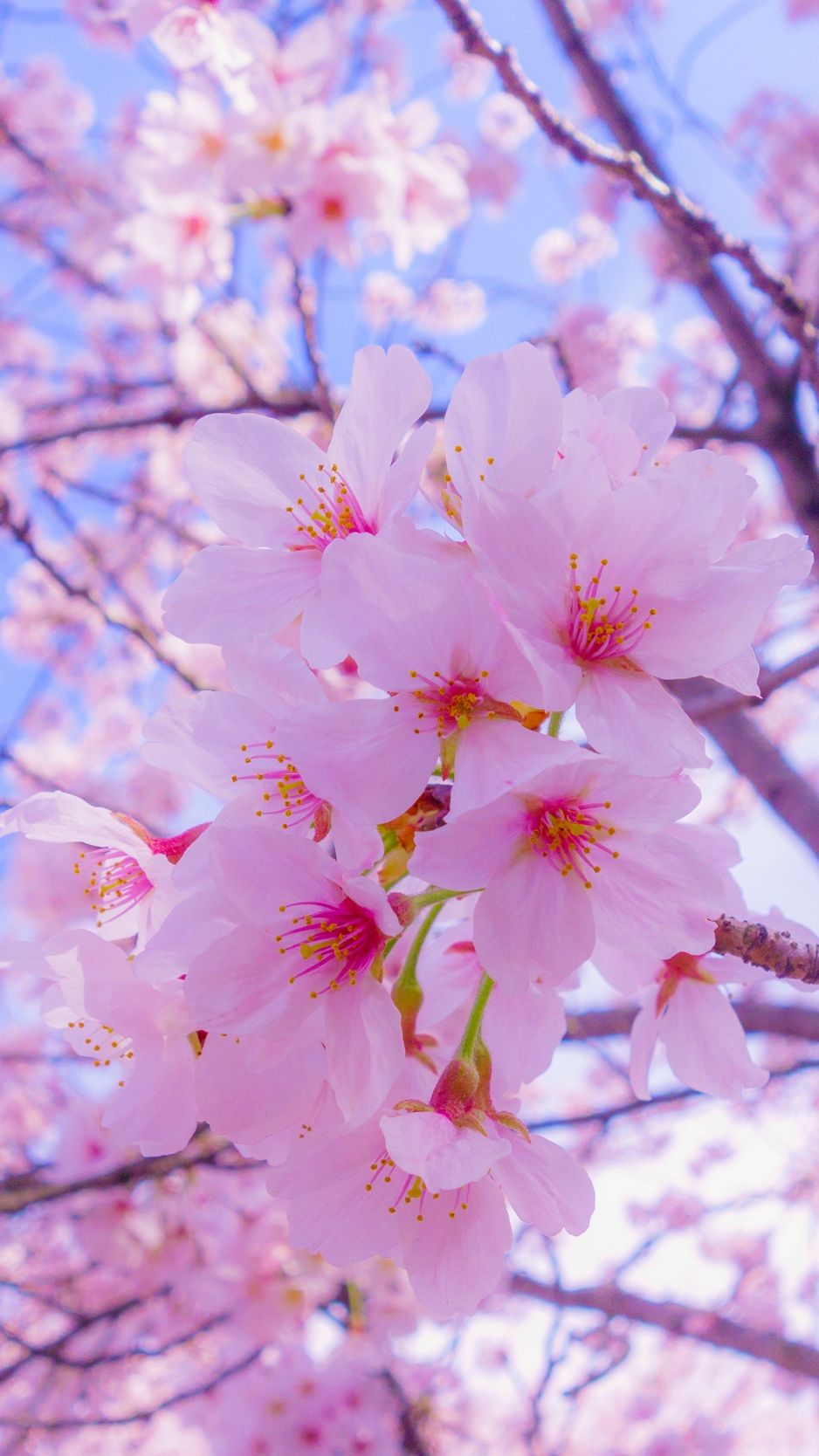 Download wallpaper 938x1668 sakura, flowers, bloom, spring, pink