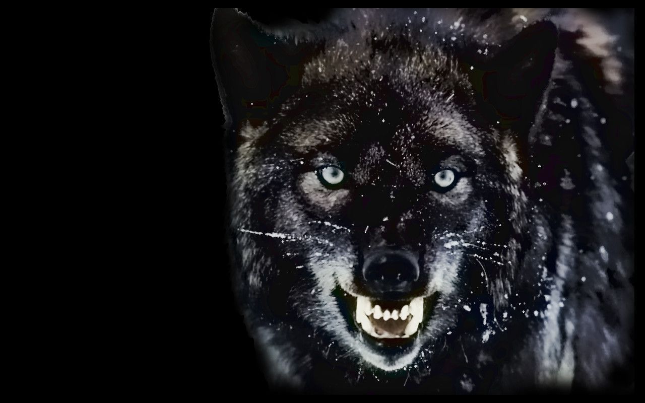 HD Wolf Wallpaper p 1280×800 Wolf Wallpaper (39 Wallpaper). Adorable Wallpaper. Wolf wallpaper, Black wolf, Wolf background