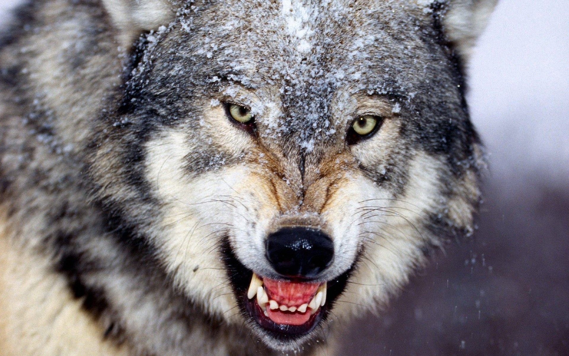 Scary, Wolf, Wonderful, Desktop, Image, HD, New, Wallpaper