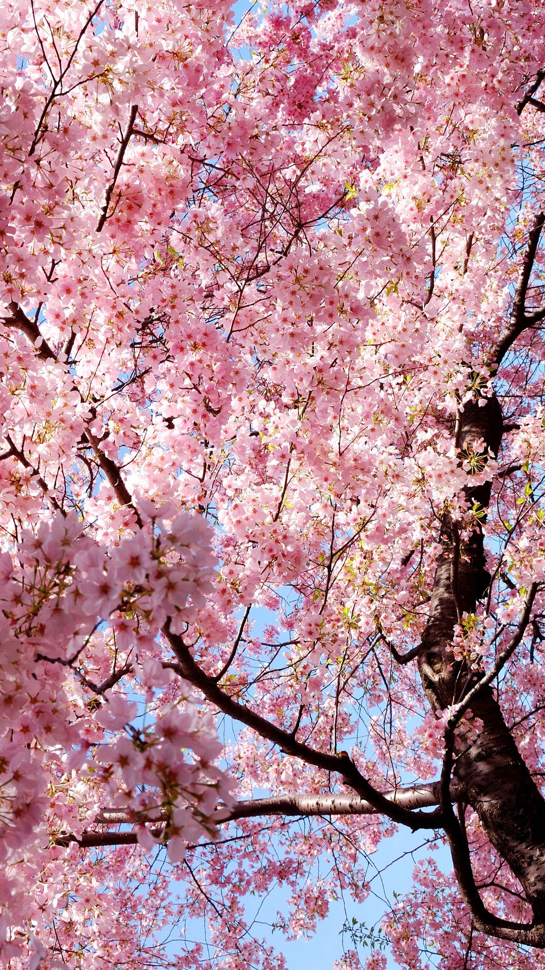 Sakura iPhone Wallpaper HD