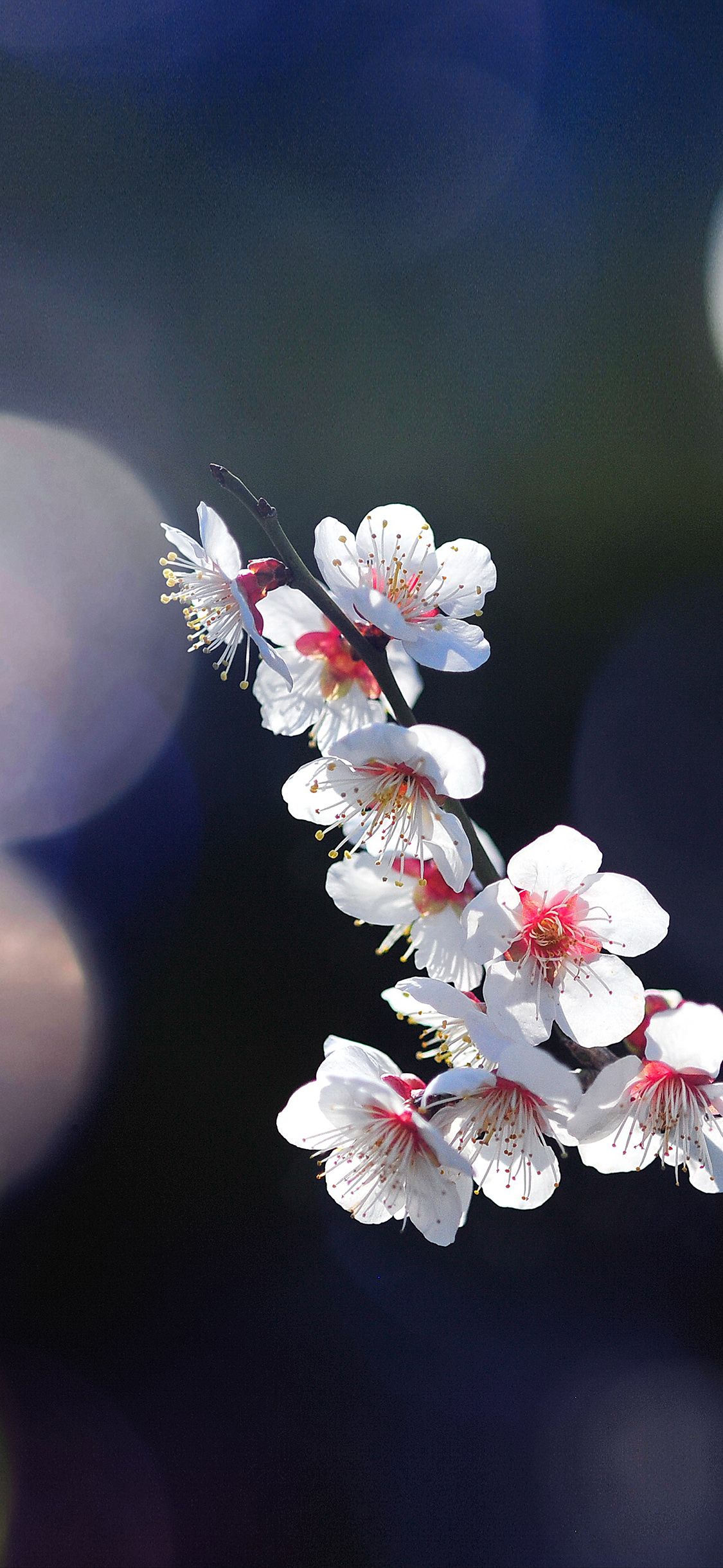 iPhone X wallpaper. spring flower sakura nature tree flare happy