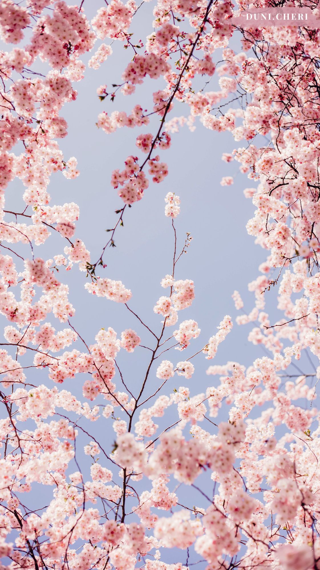 Cherry Blossom Wallpaper iPhone
