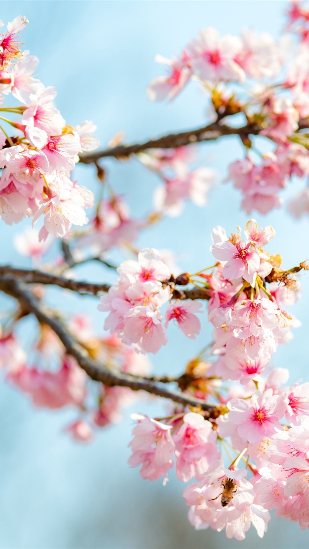 Free download Sakura bloom pink flowers twigs spring 1080x1920