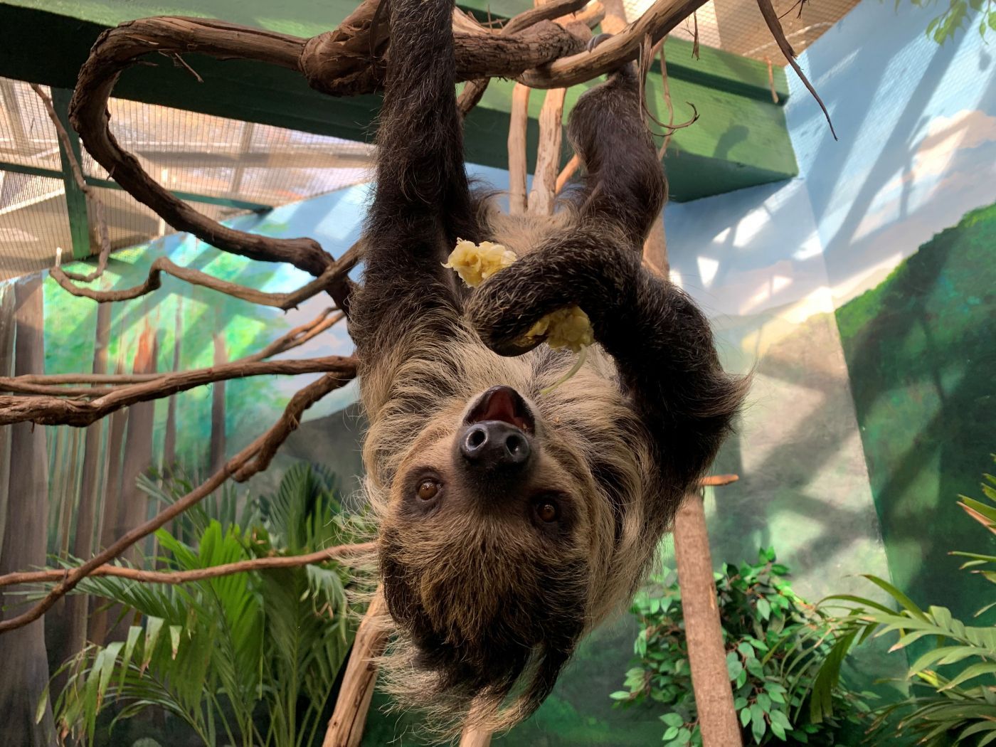 Will Love Bloom Between Two Sloths at the National Zoo?. Smart
