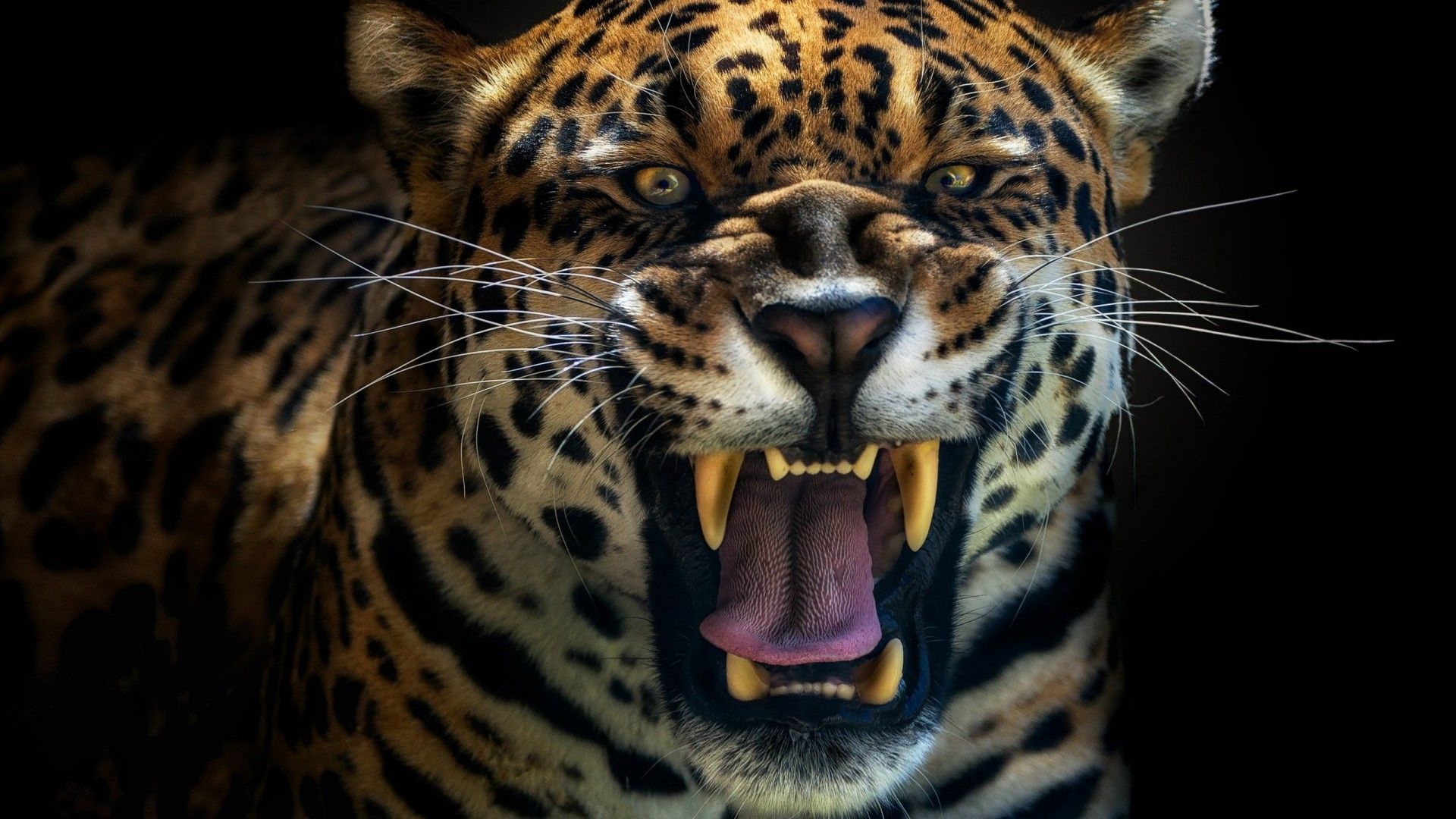 Download 1920x1080 Jaguar, Predator, Teeth, Scary, Big Cats, Roar