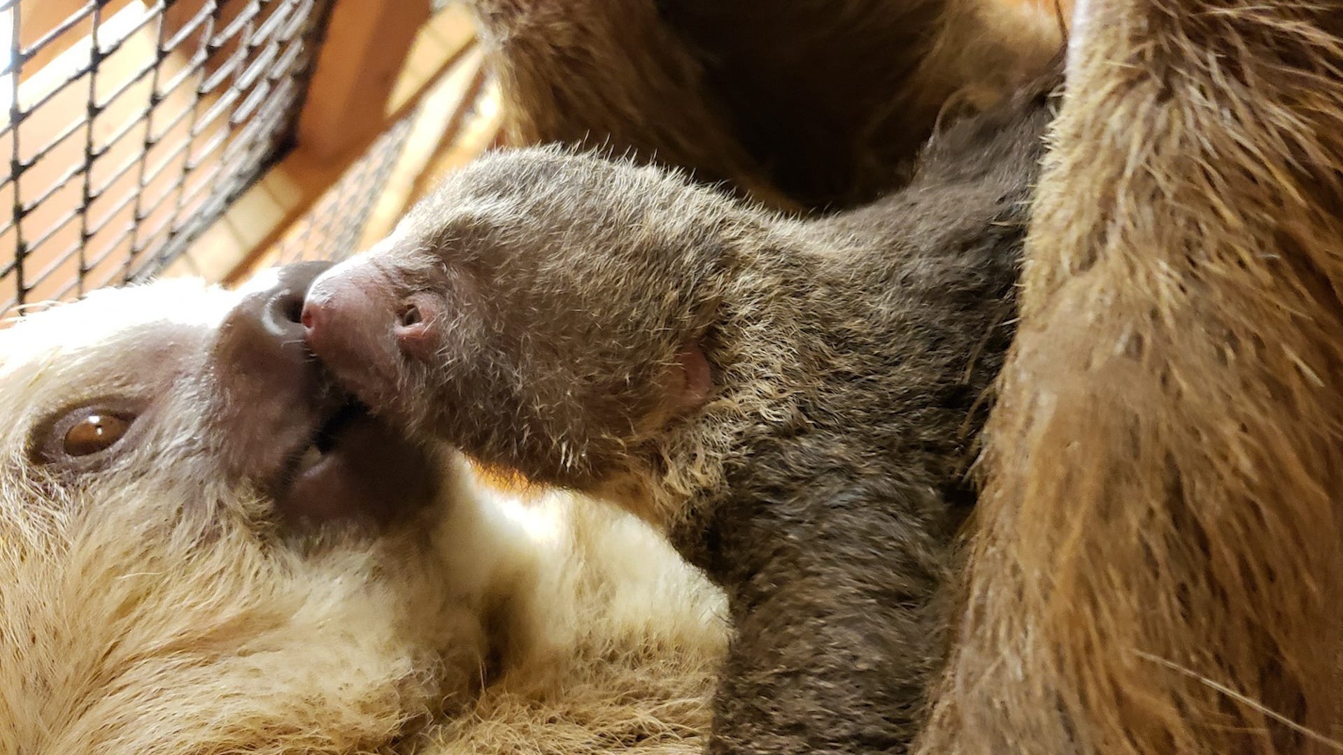 Newborn Sloth Love to Cuddle With Mom