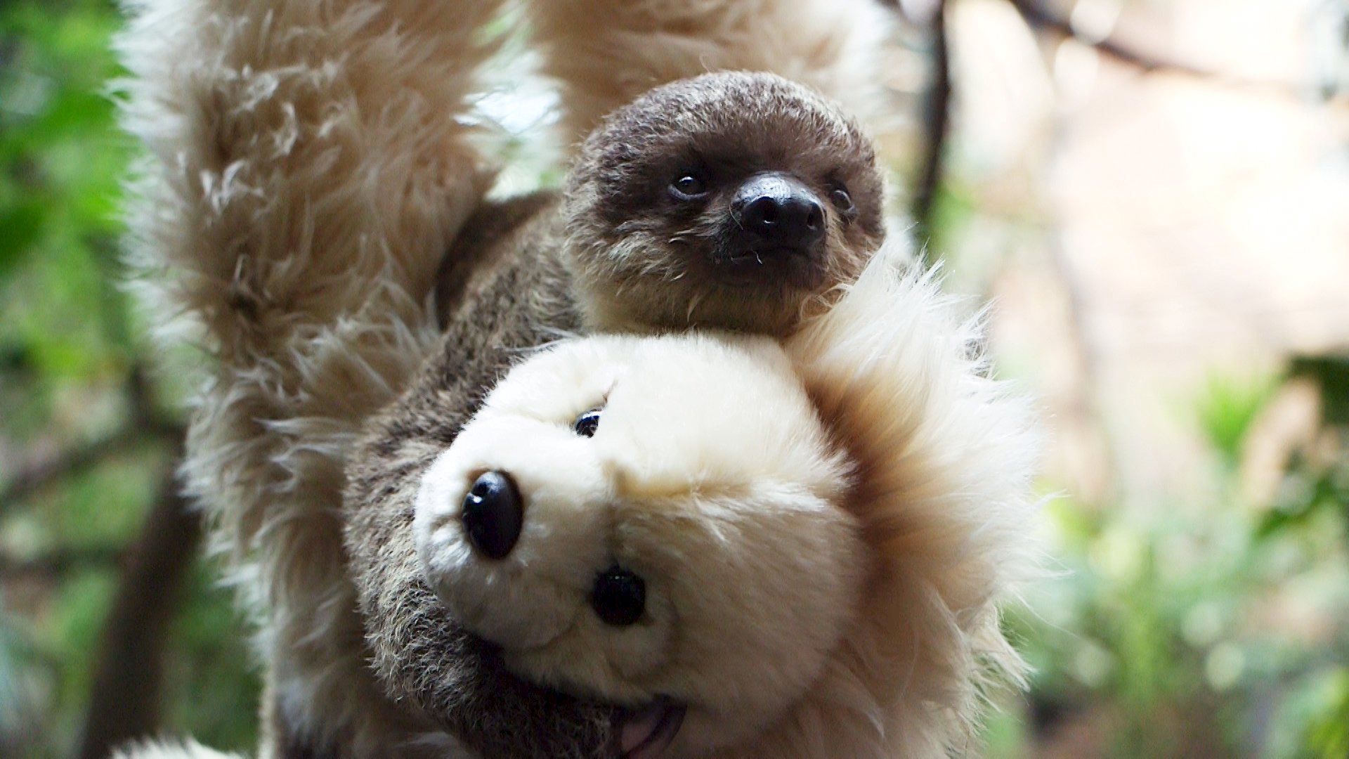 Baby Sloth Clings to Teddy Bear Mother at the London Zoo