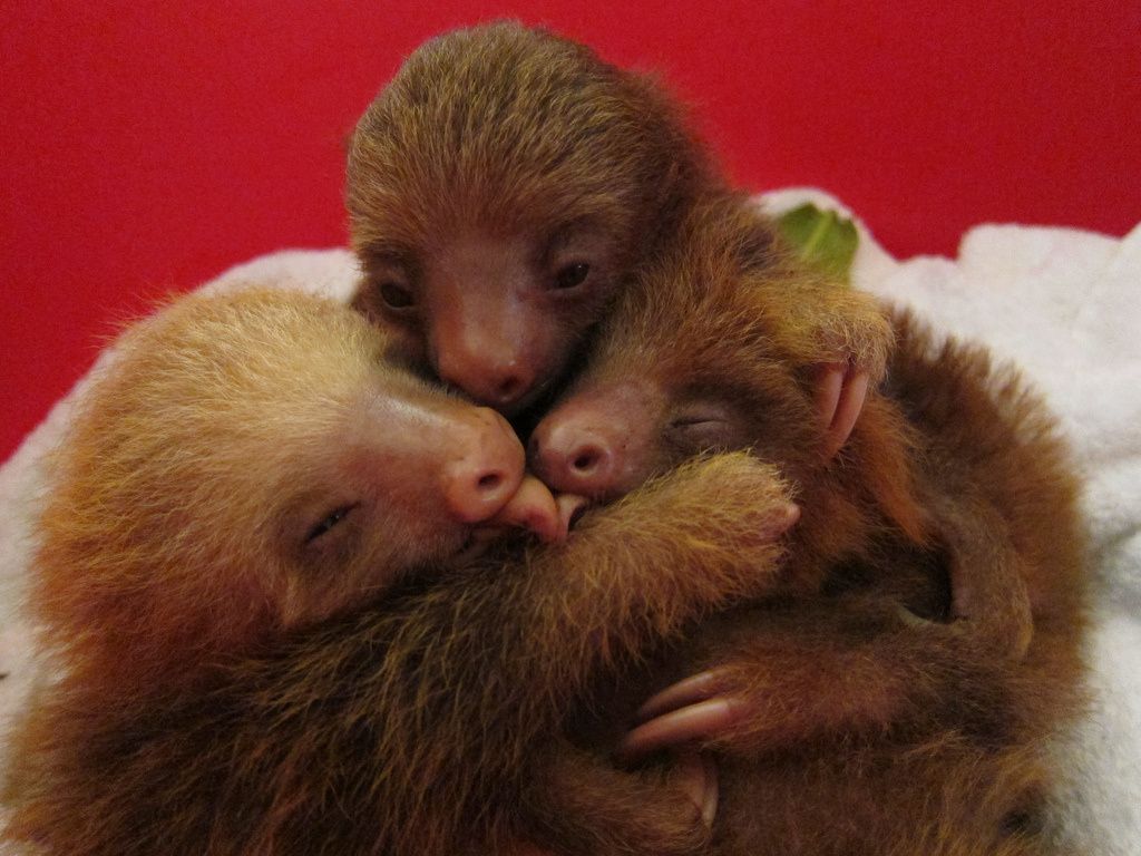 Sloth huddle