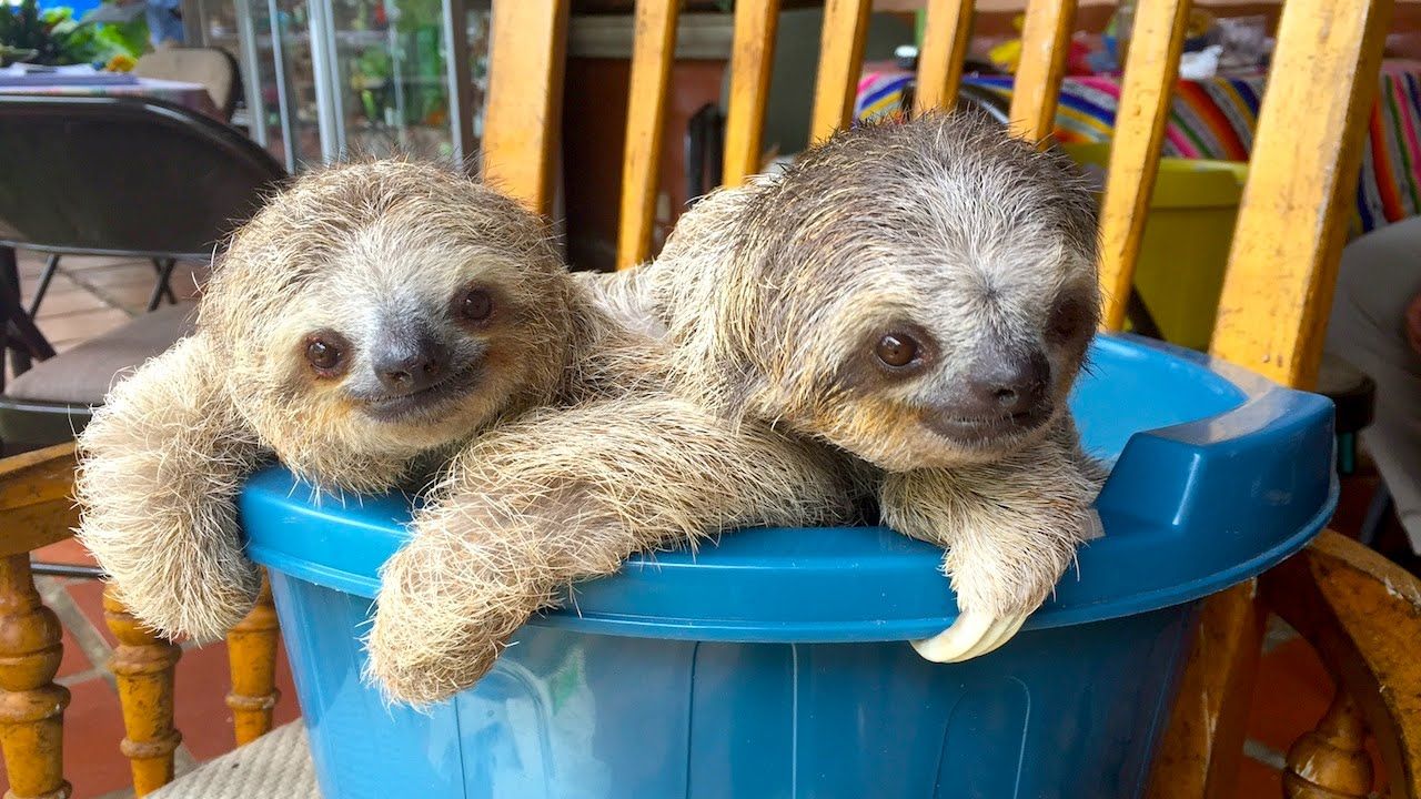cute sloth sloth wallpapers allover
