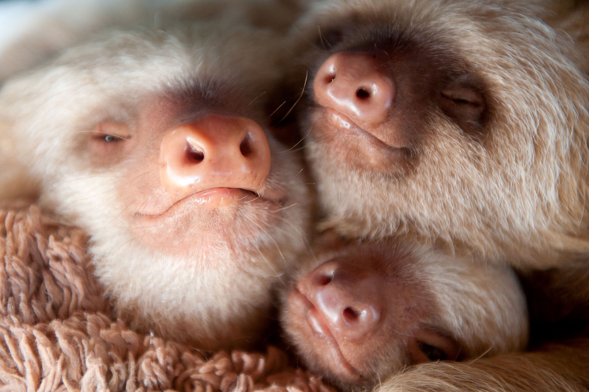 Unbelievably Cute Picture of Rescued Baby Sloths