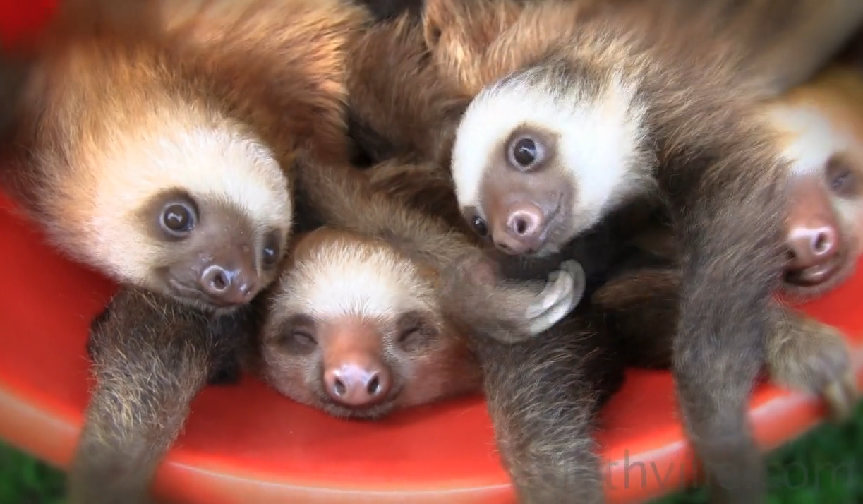 Baby sloths cuddling