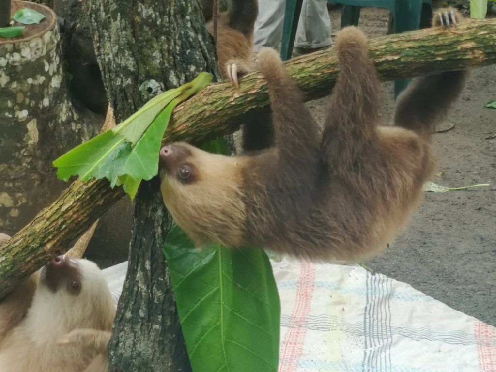 Where to see Sloths in Costa Rica and Night