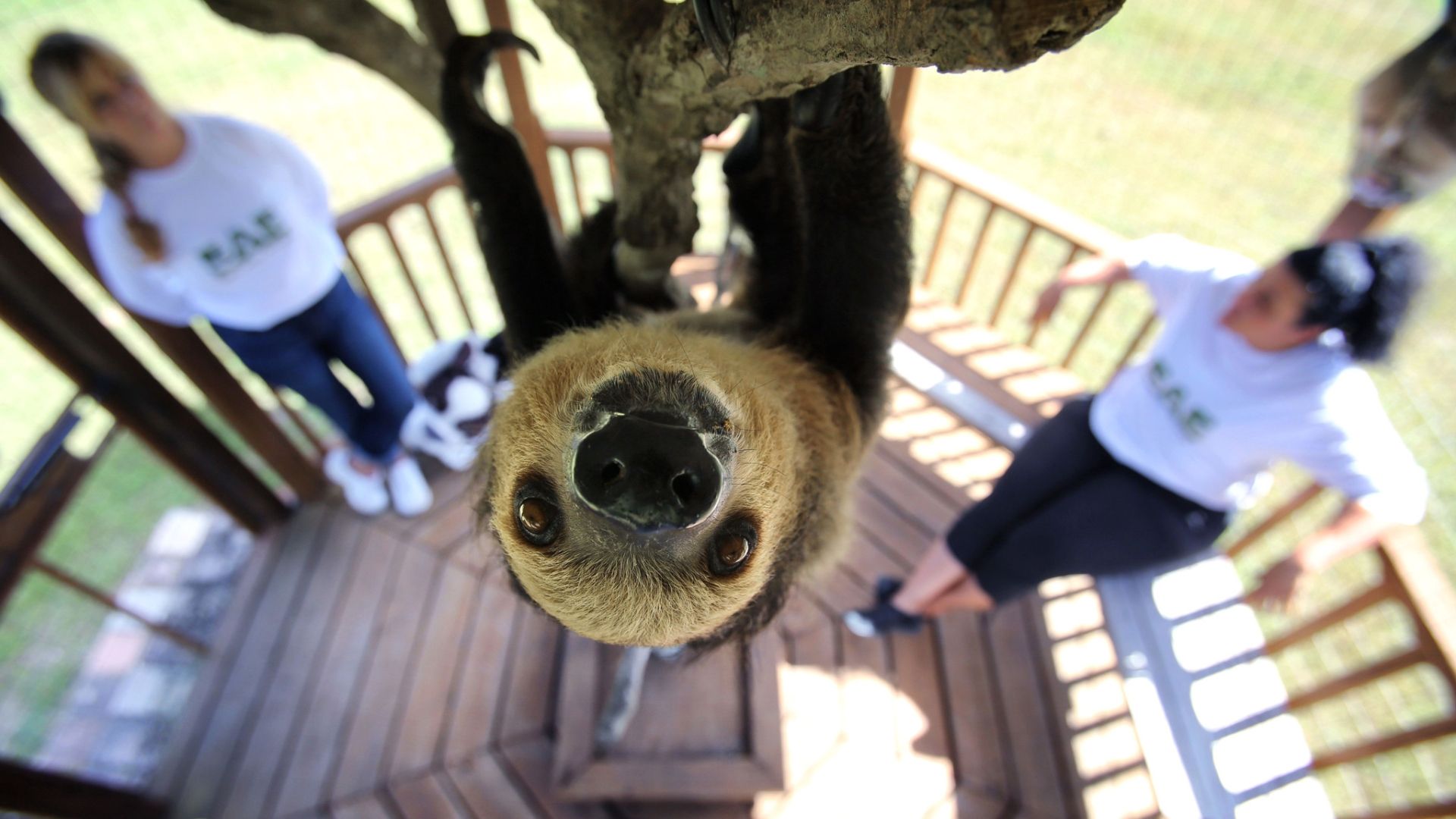 Have you hugged a sloth today?