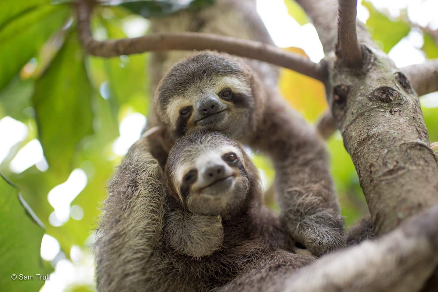 cute sloth wallpaper
