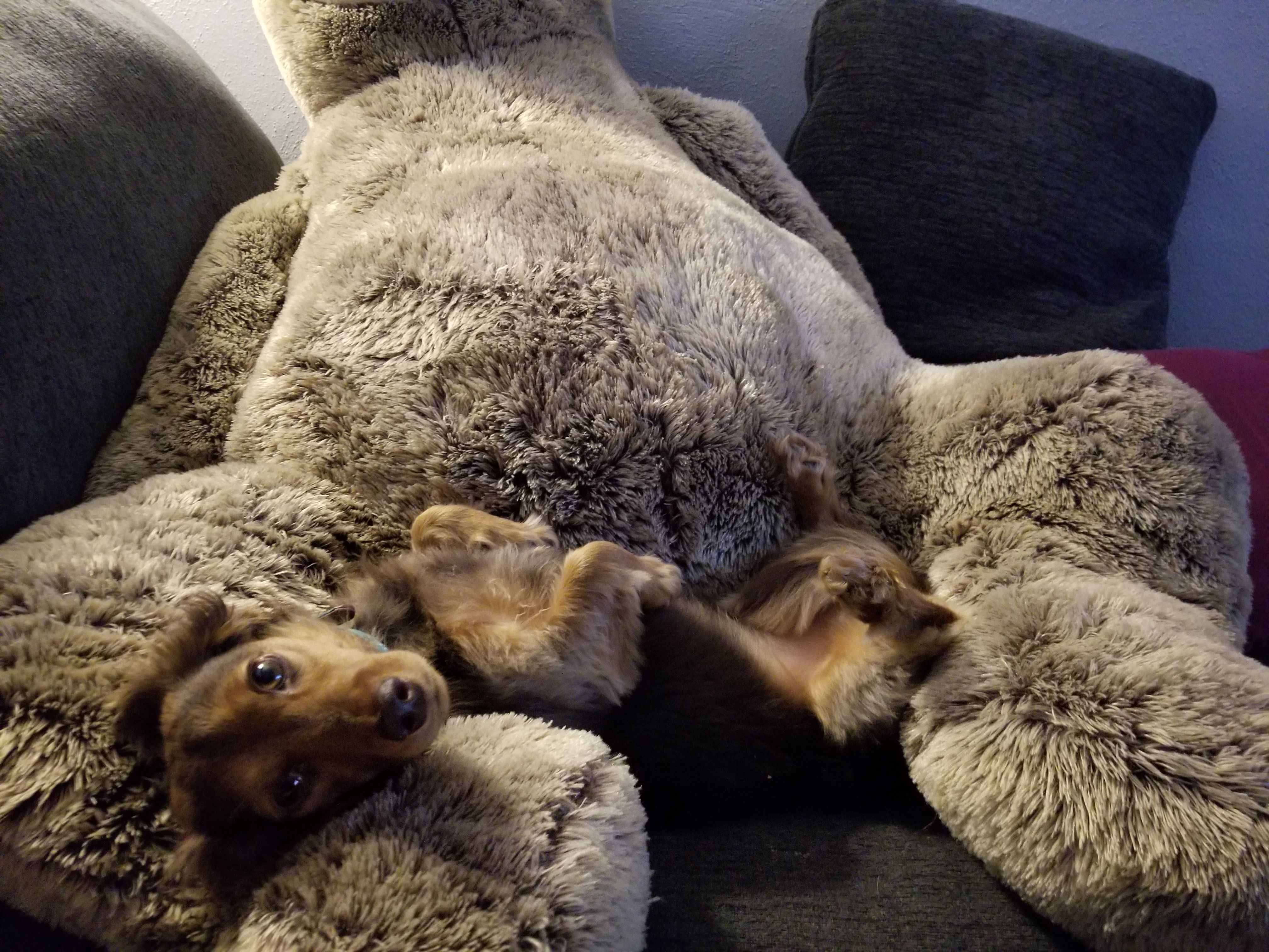 My derpy sausage cuddling with a giant stuffed sloth