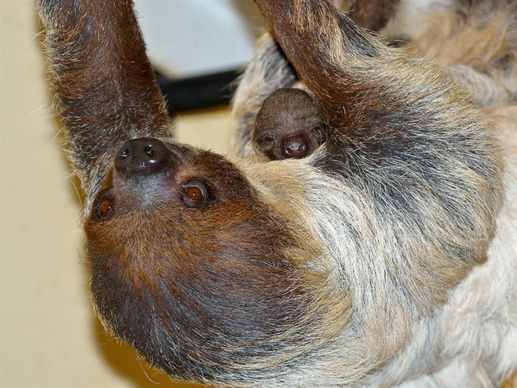 Adorable baby sloth clings to mom