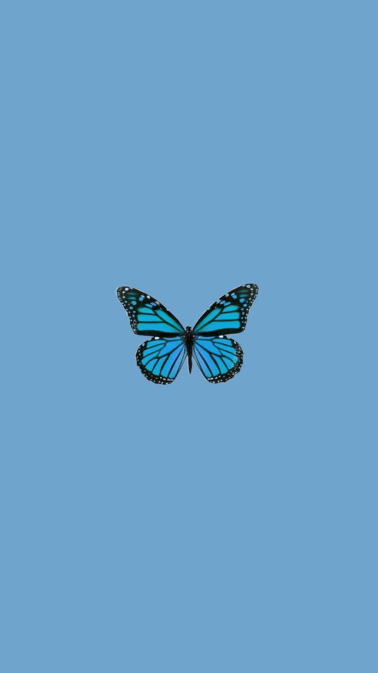Butterfly  Blue Aesthetic Wallpaper  Cute home screen wallpaper  Wallpaper doodle Iphone wallpaper images