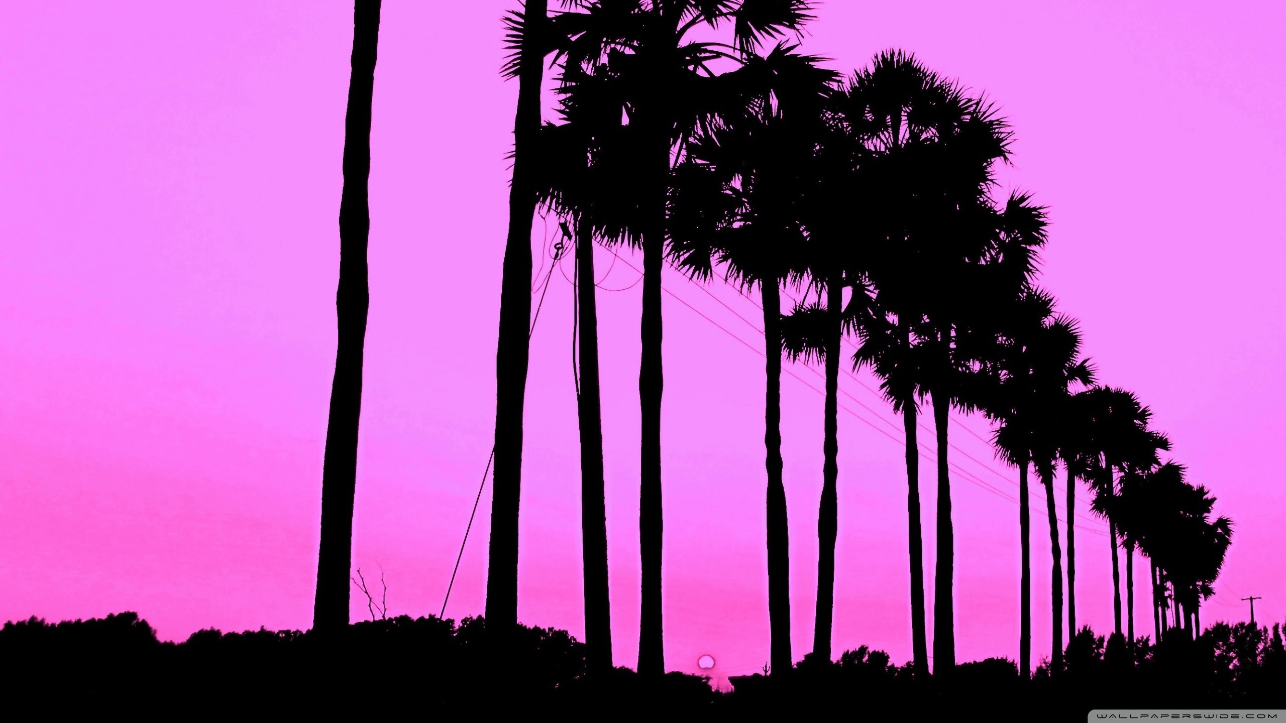 Pink, Sky, Tree, Kitten, Plant HD Wallpaper, Nature