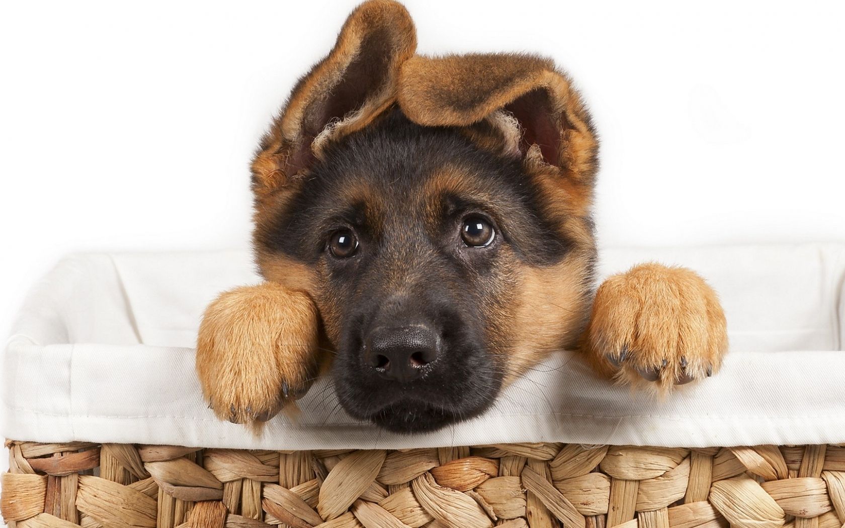 Free download German Shepherd Puppies Wallpaper Wallpaper High