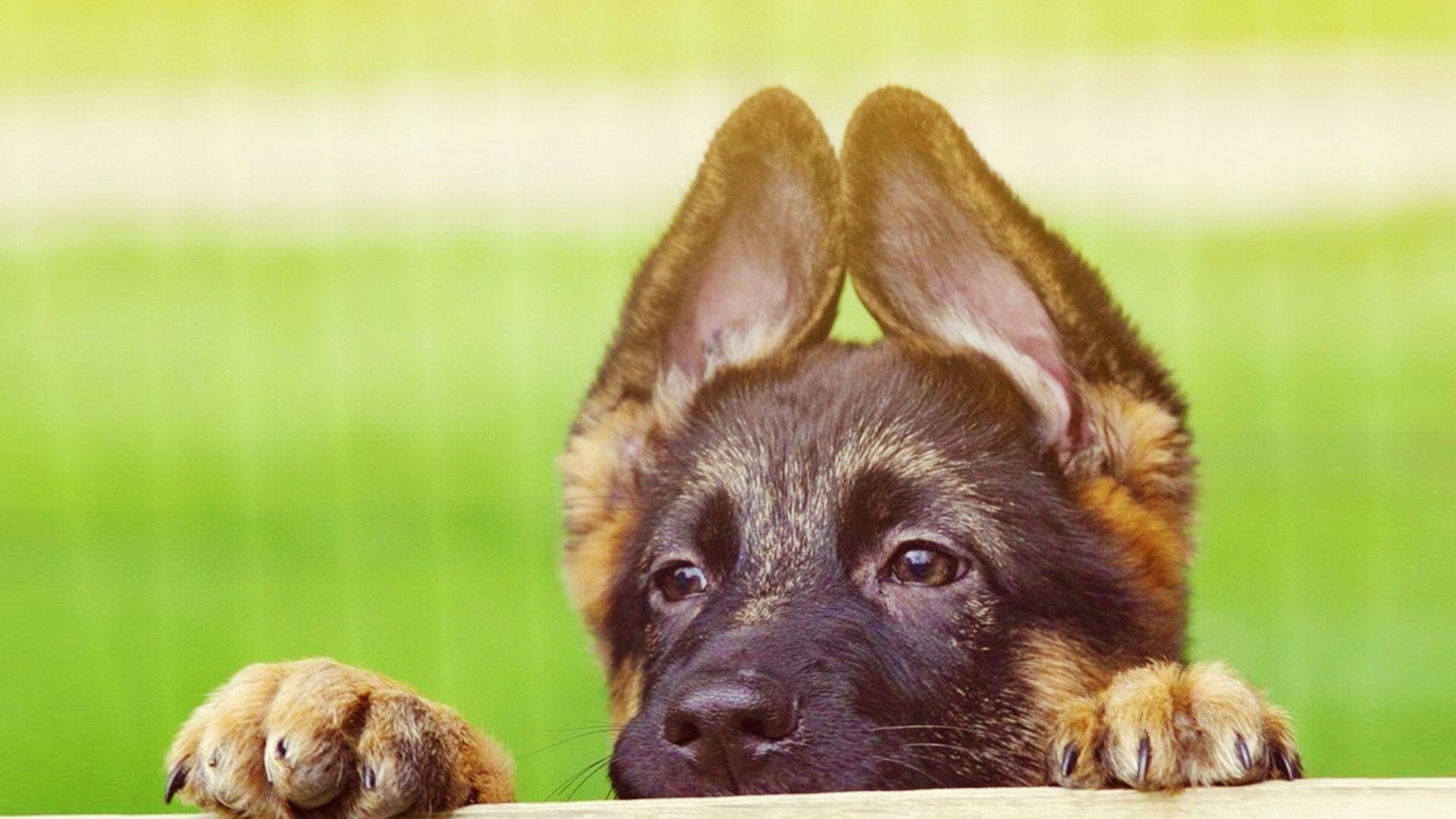 Free download Cute German Shepherd Puppies Wallpaper High
