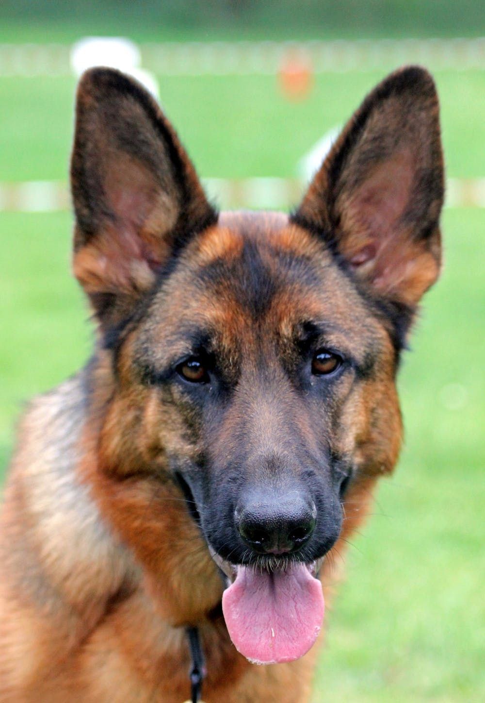 german #shepherd #germanshepherd #iphone #wallpaper #showcase your