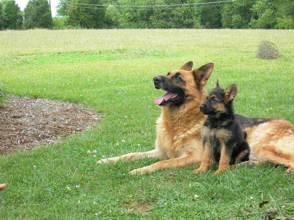 image of german dogs wallpaper