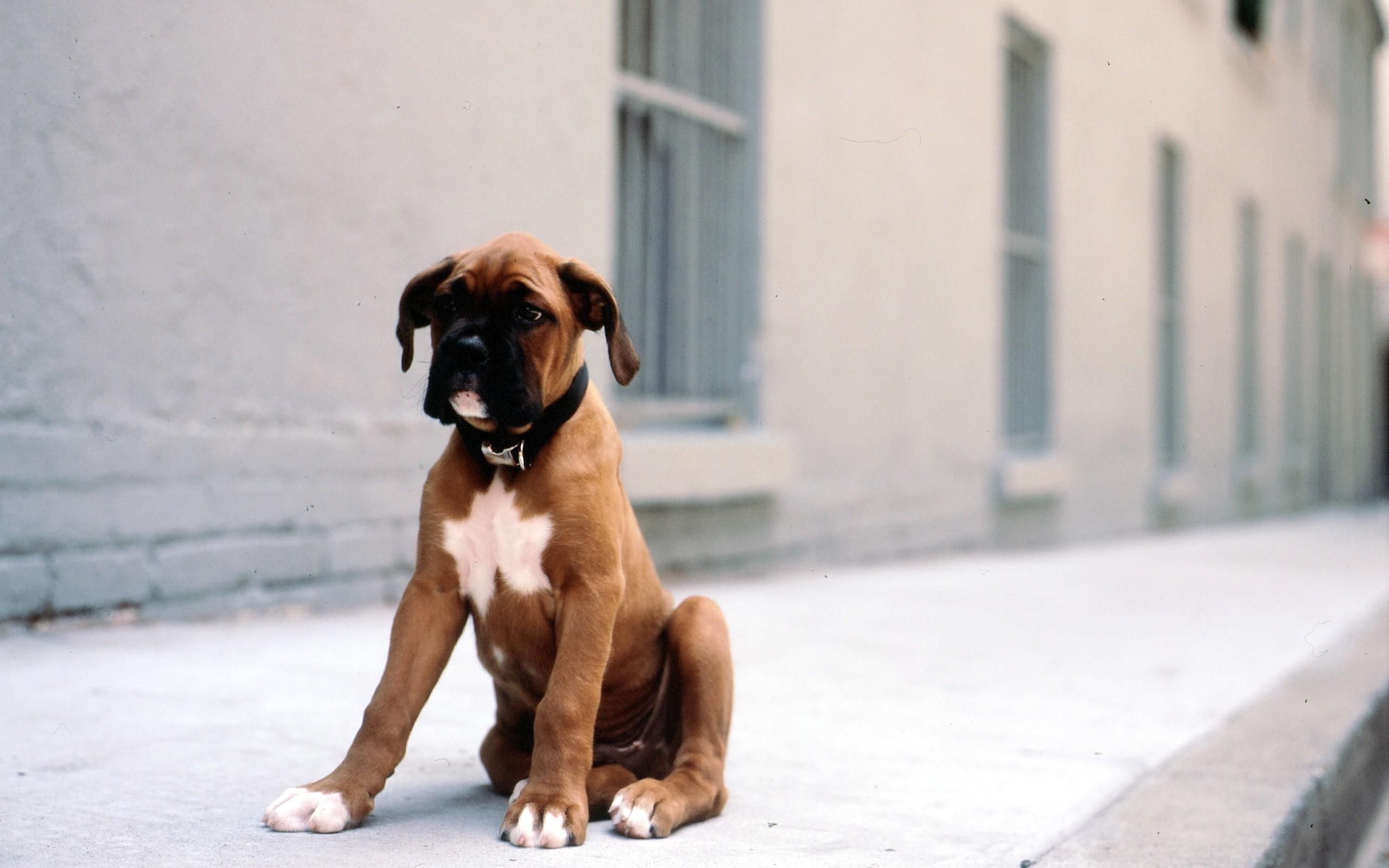 Boxer Puppy Wallpaper