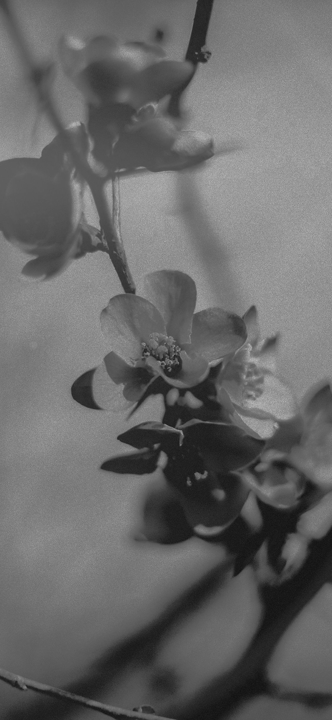 Flower Nostalgia Tree Spring Blossom Nature Bw Dark Wallpaper